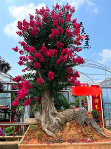 造型紫薇大型盆景百日红花期长老桩树桩别墅庭院精品彩色造型盆栽