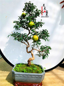 【日本石榴盆景老桩】日本石榴盆景老桩品牌,价格 - 阿里巴巴