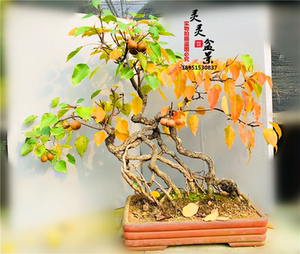 日本唐梨中型盆景进口掌上小梨小品盆景老桩梨树盆景花果类盆景