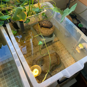 乌龟缸透明塑料生态饲养箱专用鱼缸巴西龟养龟箱水族养殖盆家用小