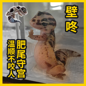 肥尾守宫龙傲天新手爬宠异宠物蜥蜴活体温顺奥利奥奶牛橘白瘤尾