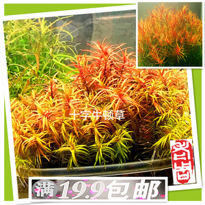 十字牛顿水草