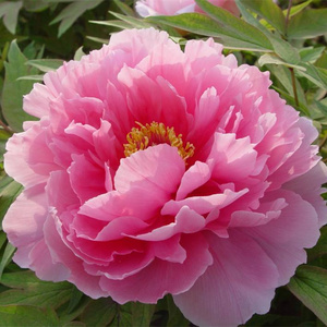 八千代椿进口牡丹品种正宗菏泽观赏牡丹大苗