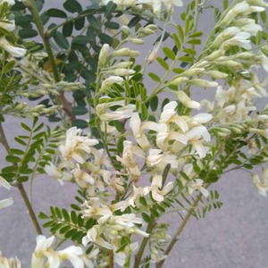 刺白花云南特产新鲜野生苦刺花 农家野菜苦刺花特色野菜野花1000g