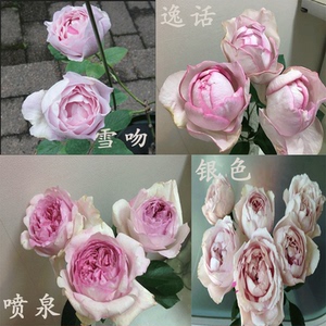 伊芙月季系列大花浓香雪吻逸话喷泉银色繁华都市胭脂香水嫁接中苗