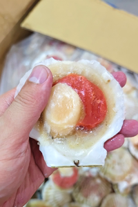 菜菜海鲜 冷冻半壳虾夷扇贝 500g/7-8个 清蒸蒜蓉粉丝都好吃