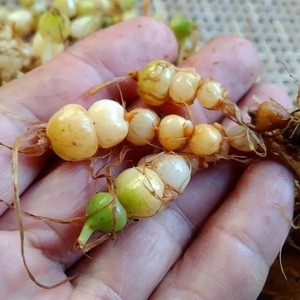 九子连环草-淘宝拼多多热销九子连环草货源拿货 - 阿里巴巴货源