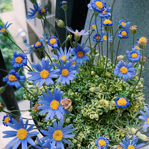 【蓝色玛格丽特花苗】蓝色玛格丽特花苗品牌,价格 - 阿里巴巴