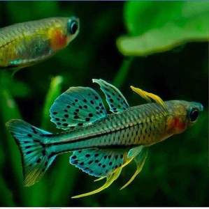 【阿鲁珍珠燕子】阿鲁珍珠燕子品牌,价格 - 阿里巴巴