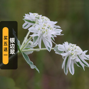 驾欲绿植旗舰店天猫盆栽绿色植物积雪草种子雷公根铜钱草种籽种苗