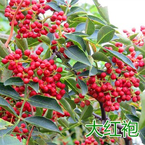 金权无刺花椒苗