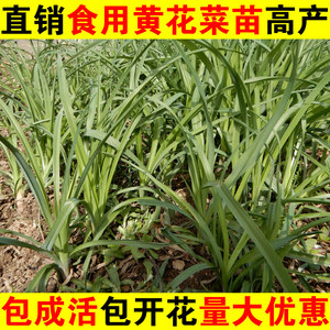 2024黄花菜苗食用金针菜苗包活黄花菜根苗庭院忘忧草苗蔬菜盆栽