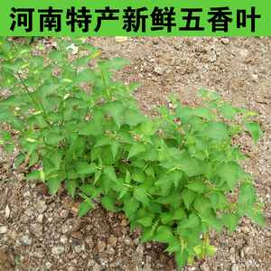 河南新鲜五香叶鱼香叶菜四川荷霍香草大茴香蘸豆花泡茶炖烤鱼调料