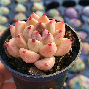 金色石英 多肉植物 肉肉植物 萌肉肉组合盆栽阳台室内花卉 陌上花