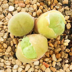 空卡佛肉锥花 多肉植物 肉肉植物 萌肉肉组合盆栽阳台花卉 陌上花