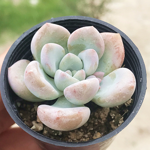 白鹭 多肉植物 肉肉植物 萌肉肉组合盆栽 室内花卉 陌上花