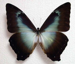 月神闪蝶morpho cisseis gahua蓝色型 原蝶未展翅 真蝴蝶标本