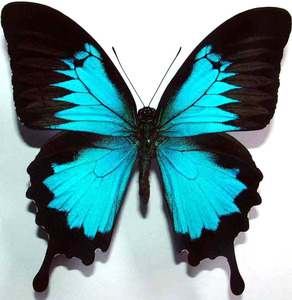 天堂凤蝶papilio ulysses指明亚种 原蝶未展翅真蝴蝶标本礼物