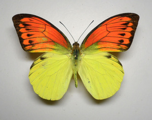 红翅鹤顶粉蝶 原蝶未展翅 真蝴蝶标本