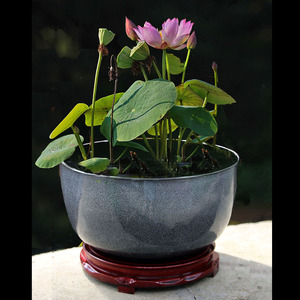 周劲松碗莲睡莲荷花盆缸专用微瑕容器无孔手绘陶瓷水培铜钱草多肉