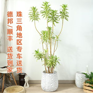 金边百合竹盆栽室内大型绿植客厅酒店造型网红老桩龙舌兰植物