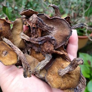 山东沂蒙山野生松蘑土特产炖鸡干货松菇山蛾子松蛾粘子粘团子半斤
