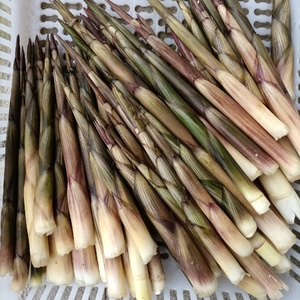 小竹笋小春笋野生山竹笋嫩笋小尖笋细笋刺笋山笋农家时令蔬菜包邮