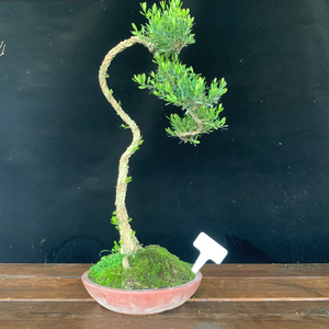 54号雀舌皱皮黄杨大文人老桩树桩盆栽办公室茶室四季常青植物