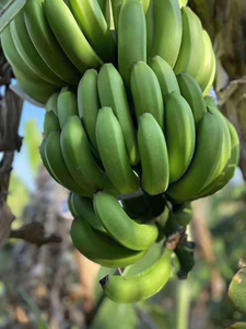 云南威尼斯绿皮香蕉抱朴园新鲜当季自然成熟水果不催熟不泡药包邮