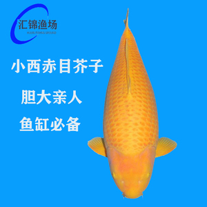 小西芥子锦鲤黄赤目介血统纯正冷水淡水鱼亲人好养大型茶鲤观赏鱼
