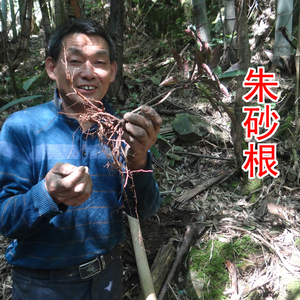 野生朱砂根 中药材凤凰肠 平地木 凉伞遮金珠 大罗伞 纯根500g