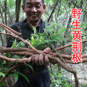 野生布惊根 中药材黄荆根 牡荆根 纯根 新鲜切片晒干 500g