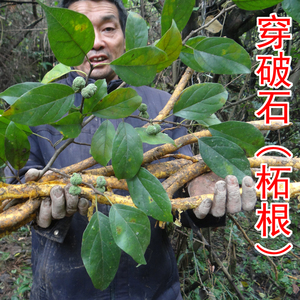 穿破石500克包邮野生