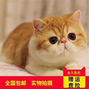 纯白加菲猫幼崽幼猫波斯猫宠物猫活物活体异国短毛猫红虎斑大脸猫