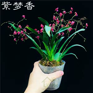 梦香文心兰花盆