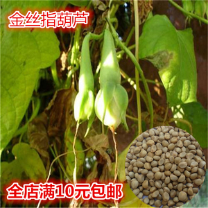 中草药金丝指葫芦种子特种蔬菜种盆栽阳台菜籽药用指葫芦四季菜籽