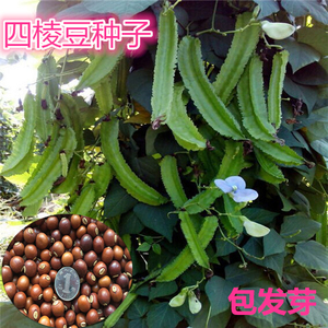 四棱豆种子杨桃豆四角豆翼豆种子 种植容易 春夏秋播种健蔬菜种籽