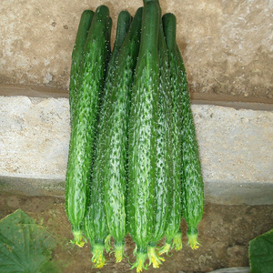 杂交黄瓜种子耐热油亮优绿霸王f1无嫁接全雌 春夏秋延阳台菜种籽