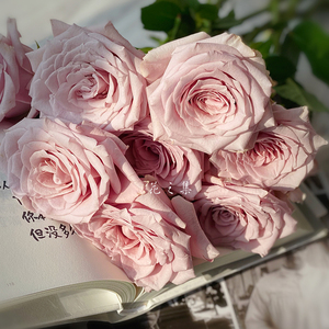 幽兰香玫瑰云南昆明鲜花基地直发批鲜切花家用水养插花材