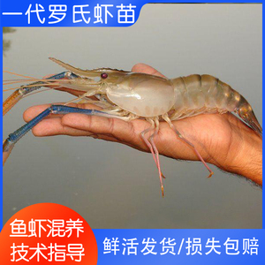 台湾一代快大淡水罗氏虾苗大头虾苗活体全国包邮鱼虾混养技术指导