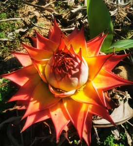 云南地涌红莲 盆栽佛花千瓣莲花卉室内种苗带花苞基地现挖现发