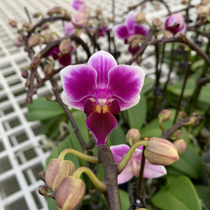 39.803人付款淘宝(欧品)马丘比丘蝴蝶兰带花flaitchen38.