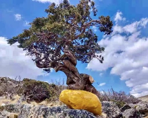 红皮珍珠柏 济州 系鱼川真柏刺柏大型 丛林造型盆景 庭院大绿植
