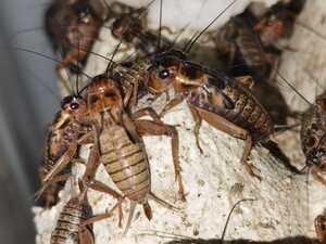 蟋蟀饲料