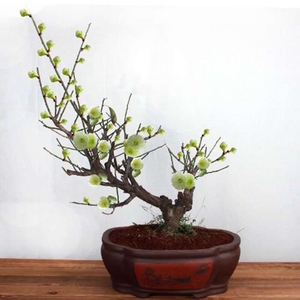 00叶西家居专营店天猫绿梅花盆景树桩盆栽树苗耐寒绿萼梅苗阳台庭院