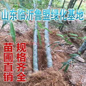 庭院竹子苗龟甲竹苗龙鳞竹佛肚竹龟文竹马汉竹元宝竹阳台盆栽