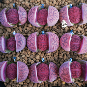 『闲隐坞』酒红灵耀紫熏 生石花 树枝纹选拔 酒红一箭之遥2年