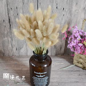 兔尾草原生态天然干花干草拍照道具永生花兔尾草装饰花束小兔尾
