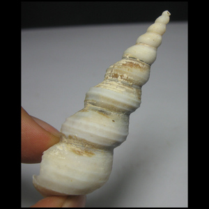 海螺化石af1320kc*塔螺化石(6cm13g)