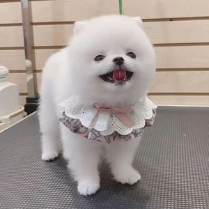 纯种博美幼犬活物茶杯犬迷你长不大白色小型幼崽活体家养宠物狗狗